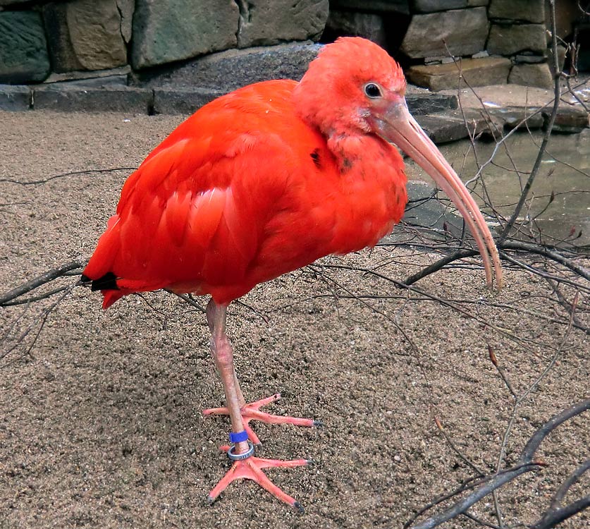 Roter Sichler im Zoo Wuppertal im April 2011