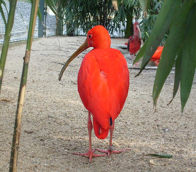 Roter Sichler im Zoologischen Garten Wuppertal im April 2008