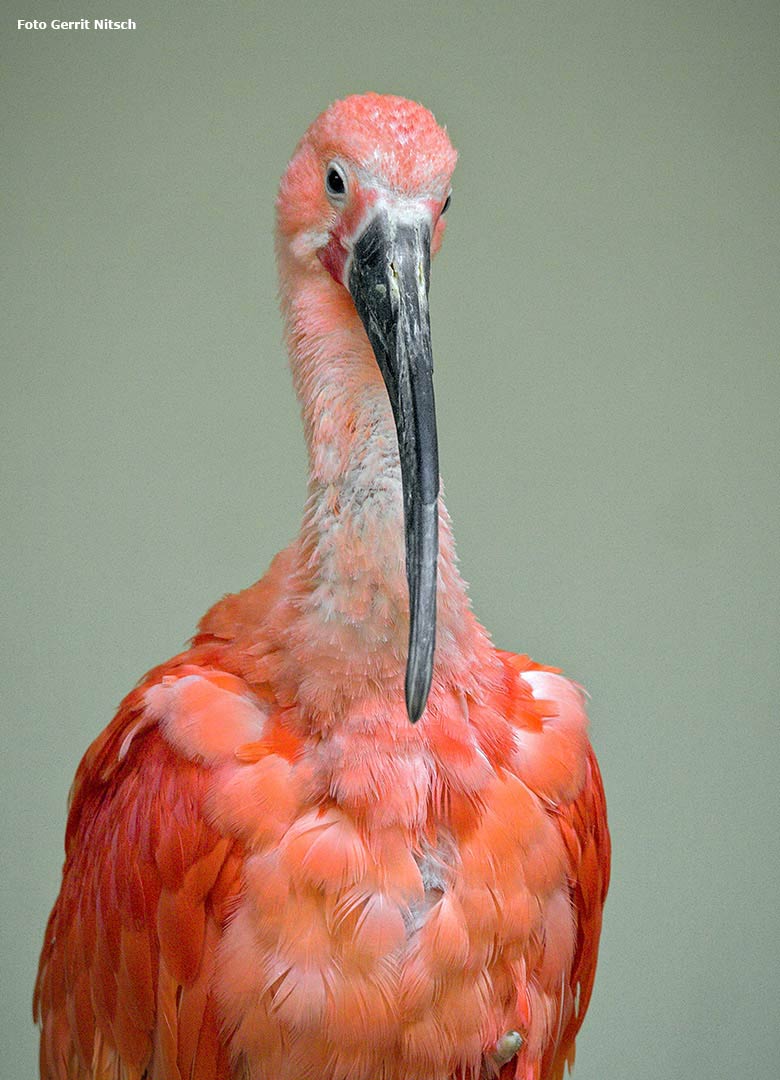 Roter Sichler am 29. September 2017 im Zoologischen Garten der Stadt Wuppertal (Foto Gerrit Nitsch)