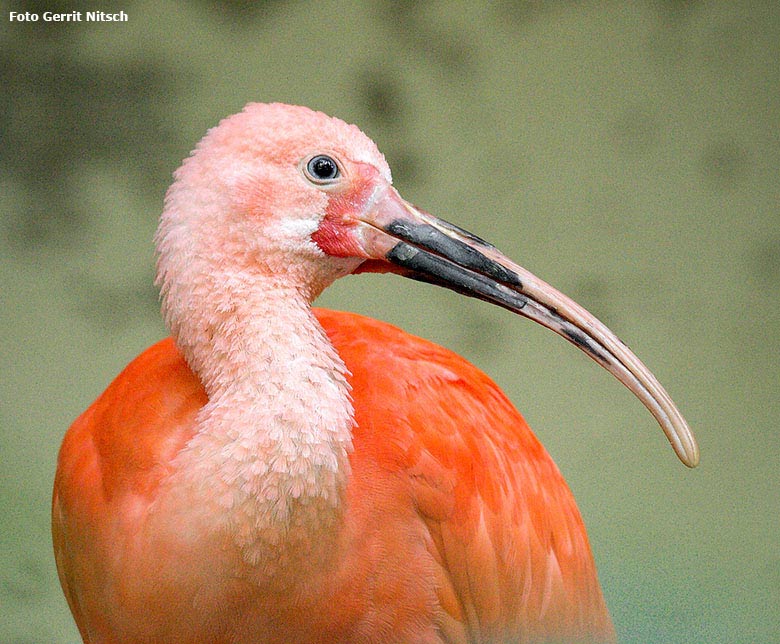 Roter Sichler am 29. September 2017 im Grünen Zoo Wuppertal (Foto Gerrit Nitsch)