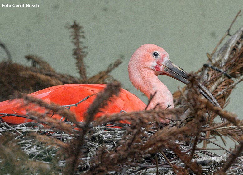 Roter Sichler am 29. September 2017 im Wuppertaler Zoo (Foto Gerrit Nitsch)