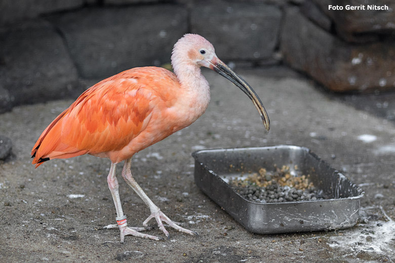 Roter Sichler am 15. November 2018 in der Voliere für Reiher und Ibisse im Grünen Zoo Wuppertal (Foto Gerrit Nitsch)