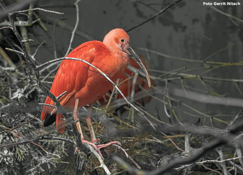 Roter Sichler am 5. November 2019 in der großen Voliere für Ibisse und Reiher im Wuppertaler Zoo