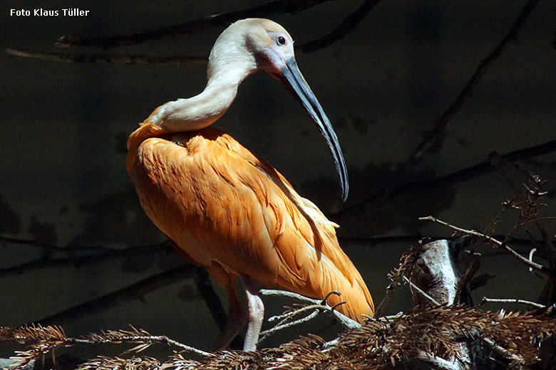 Roter Sichler am 17. Juli 2021 in der Außenvoliere in der Nähe des Vogel-Hauses im Grünen Zoo Wuppertal (Foto Klaus Tüller)