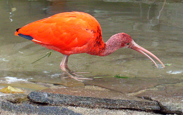 Roter Sichler im Wuppertaler Zoo im November 2008