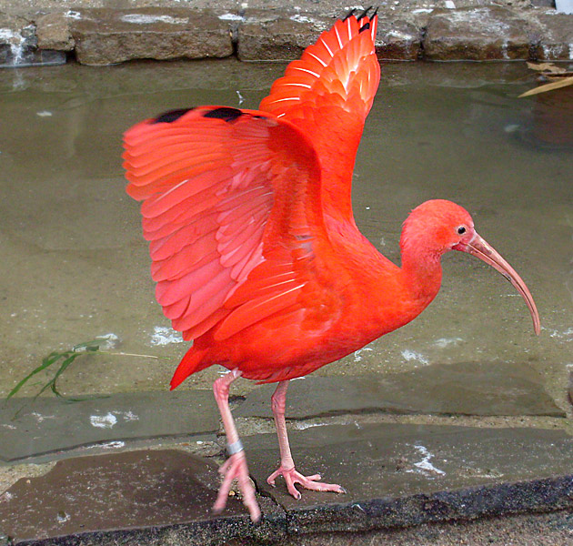 Roter Sichler im Zoologischen Garten Wuppertal im November 2008