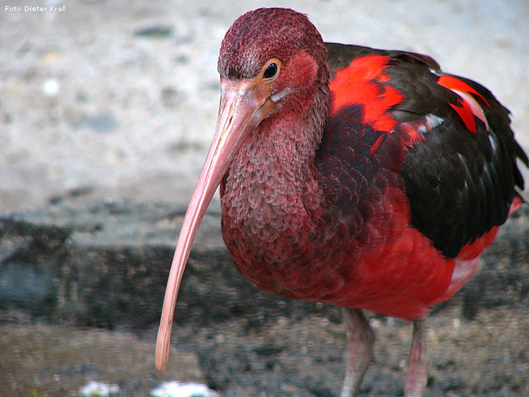Roter Sichler im Wuppertaler Zoo im Februar 2008 (Foto Dieter Kraß)