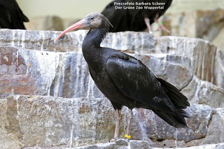 Waldrapp-Jungvogel am 4. Juli 2018 in der Außenvoliere in der Nähe des Vogelhauses im Wuppertaler Zoo (Pressefoto Barbara Scheer - Der Grüne Zoo Wuppertal)