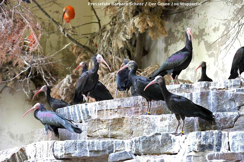 Waldrapp-Kolonie am 4. Juli 2018 in der Außenvoliere in der Nähe des Vogelhauses im Grünen Zoo Wuppertal (Pressefoto Barbara Scheer - Der Grüne Zoo Wuppertal)