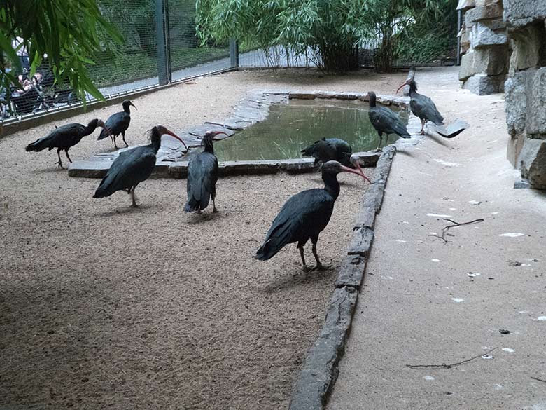 Einige der Waldrappe im Grünen Zoo Wuppertal