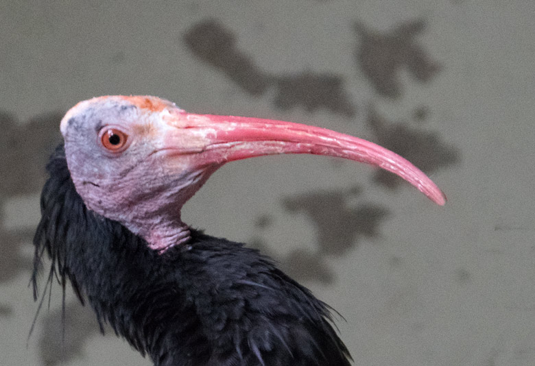 Waldrapp Altvogel am 25. Juli 2018 in der Außenvoliere im Zoologischen Garten Wuppertal