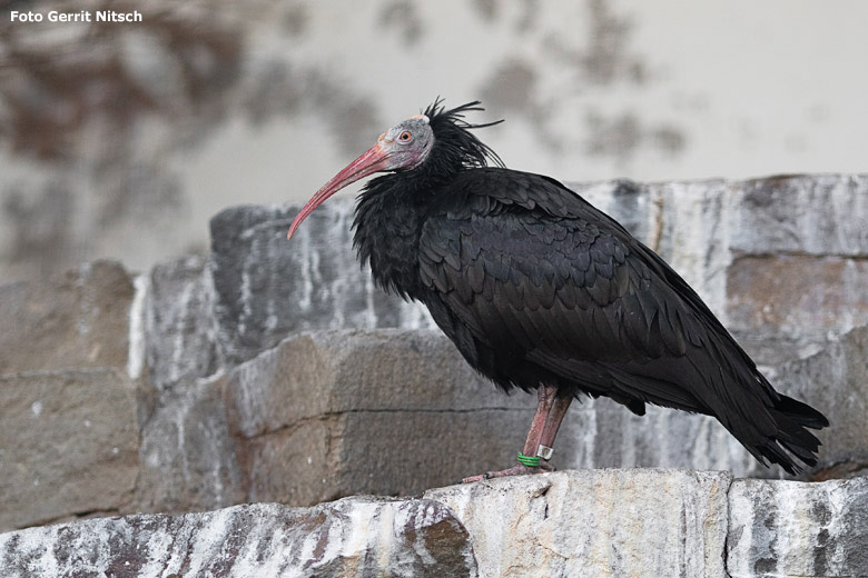 Waldrapp am 15. November 2018 in der Voliere für Reiher und Ibisse im Zoologischen Garten Wuppertal (Foto Gerrit Nitsch)