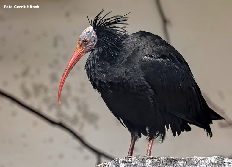 Waldrapp am 5. November 2019 in der großen Voliere für Ibisse und Reiher im Zoologischen Garten Wuppertal