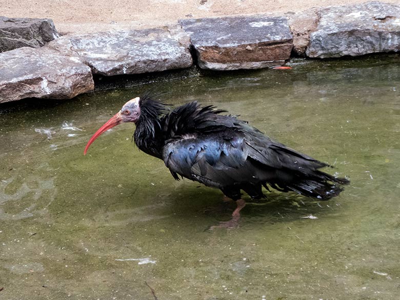 Adulter Waldrapp am 20. Mai 2020 in der Außenvoliere in der Nähe des Vogel-Hauses im Grünen Zoo Wuppertal