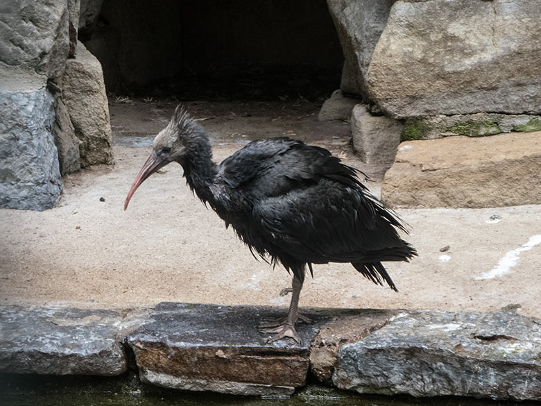 Waldrapp-Jungtier am 20. Mai 2020 in der Außenvoliere in der Nähe des Vogel-Hauses im Zoologischen Garten Wuppertal