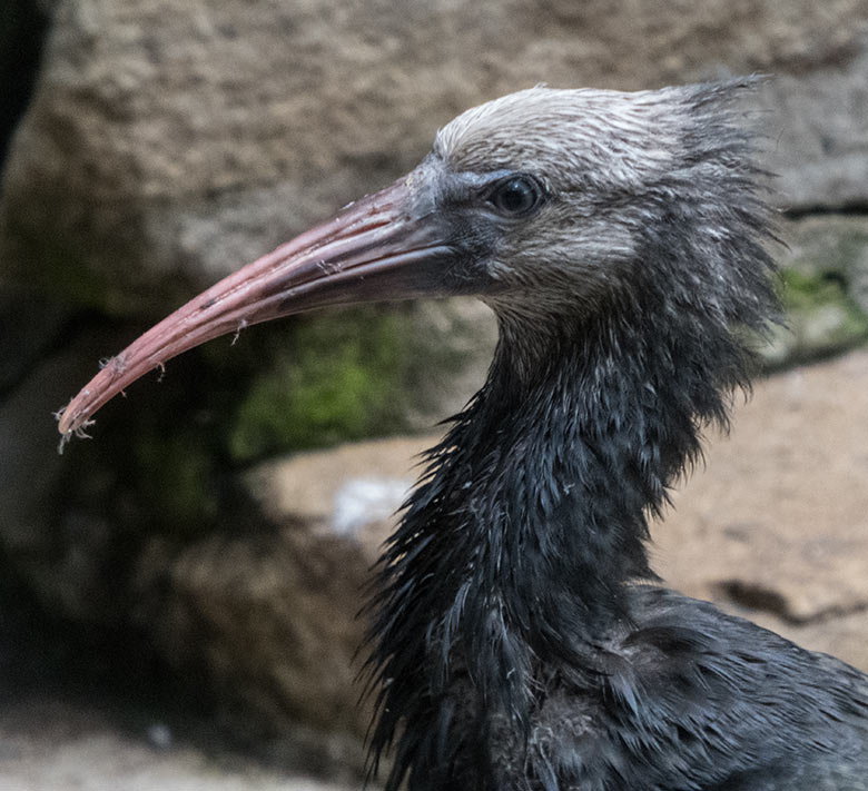 Junger Waldrapp am 20. Mai 2020 in der Außenvoliere in der Nähe des Vogel-Hauses im Wuppertaler Zoo