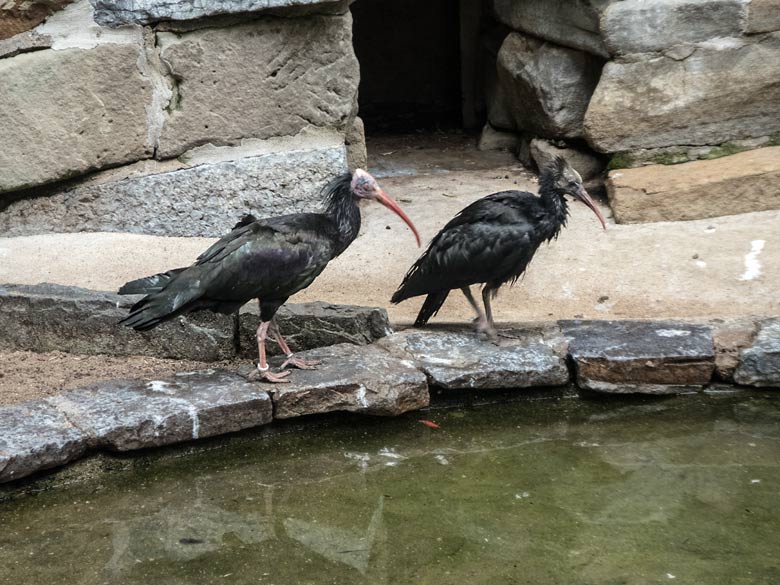 Adulter Waldrapp und Waldrapp-Jungtier am 20. Mai 2020 in der Außenvoliere in der Nähe des Vogel-Hauses im Wuppertaler Zoo