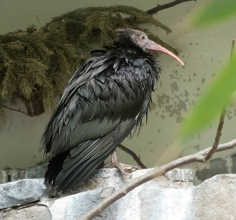 Junger Waldrapp am 20. Mai 2020 in der Außenvoliere in der Nähe des Vogel-Hauses im Zoo Wuppertal