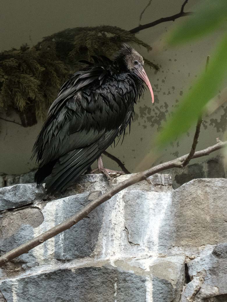 Junger Waldrapp am 20. Mai 2020 in der Außenvoliere in der Nähe des Vogel-Hauses im Grünen Zoo Wuppertal