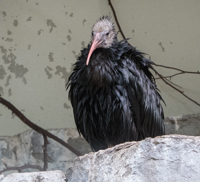 Junger Waldrapp am 20. Mai 2020 in der Außenvoliere in der Nähe des Vogel-Hauses im Wuppertaler Zoo