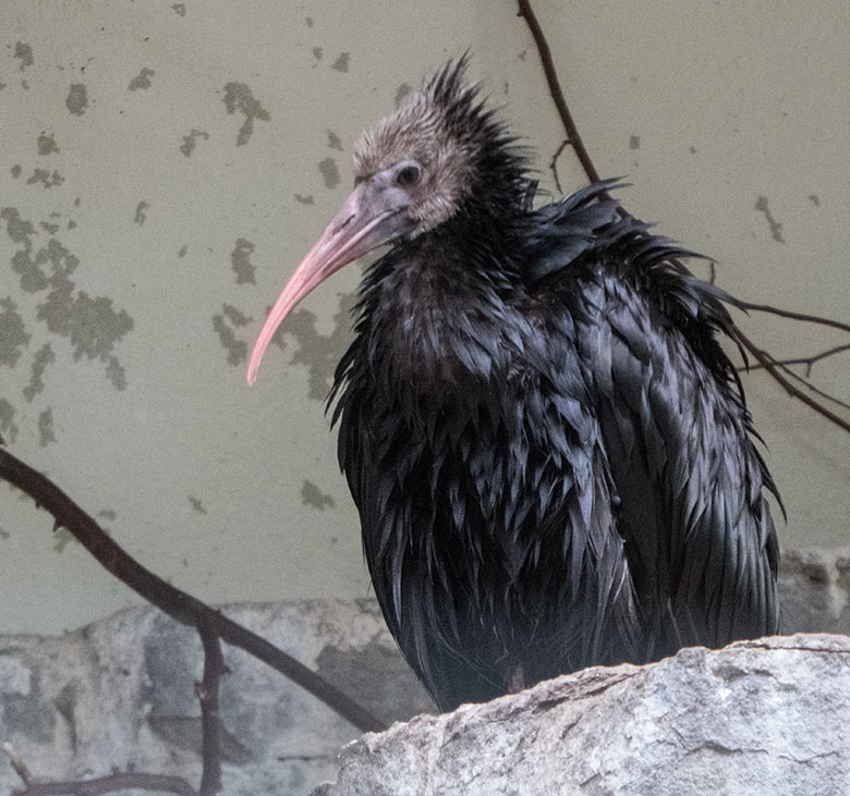 Waldrapp-Jungtier am 20. Mai 2020 in der Außenvoliere in der Nähe des Vogel-Hauses im Zoo Wuppertal