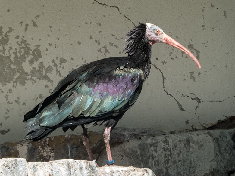 Mähnenibis-Paar am 19. Juli 2020 in der Außenvoliere neben dem historischen Gebäude der Zoo-Direktion im Wuppertaler Zoo