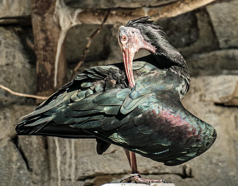 Gefieder putzender Waldrapp im nachmittäglichen Sonnenlicht am 7. August 2020 in der Außenvoliere in der Nähe des Vogel-Hauses im Grünen Zoo Wuppertal