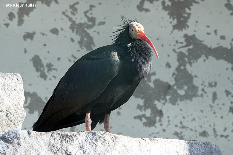 Waldrapp am 5. Februar 2022 im Zoologischen Garten Wuppertal (Foto Klaus Tüller)