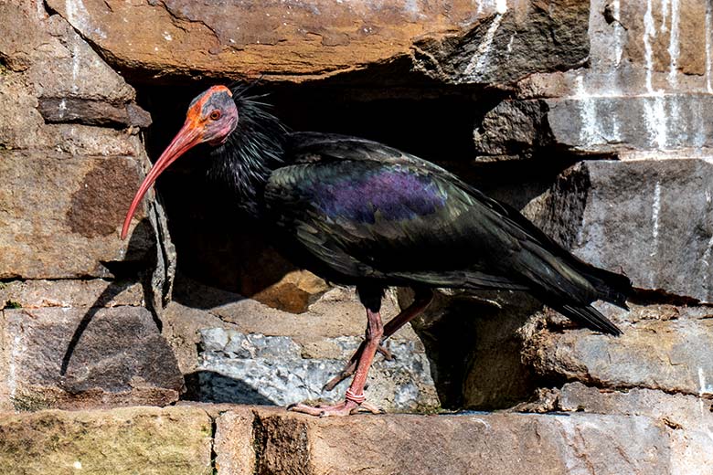 Adulter Waldrapp am 2. Mai 2023 in der Außenvoliere im Grünen Zoo Wuppertal