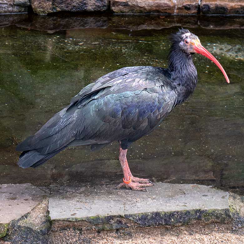 Waldrapp am 13. Februar 2024 in der Ibis-Außenvoliere gegenüber dem Vogel-Haus im Grünen Zoo Wuppertal