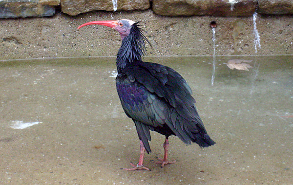 Waldrapp im Wuppertaler Zoo im November 2008