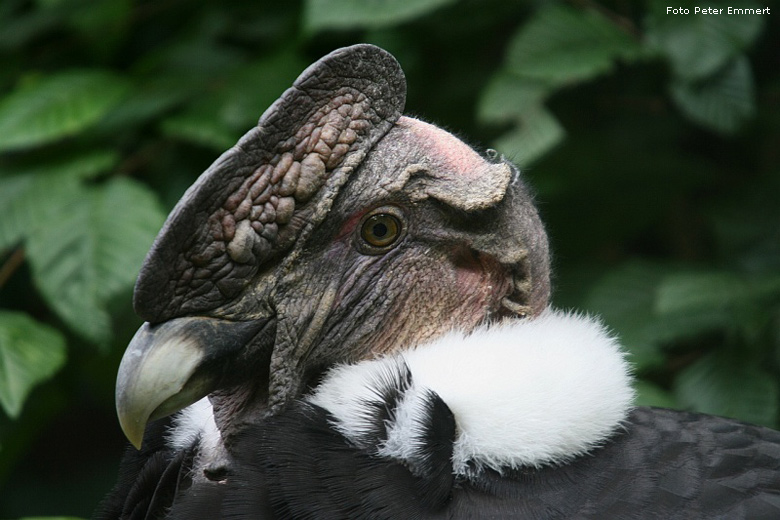 Andenkondor im Wuppertaler Zoo im Juni 2007 (Foto Peter Emmert)