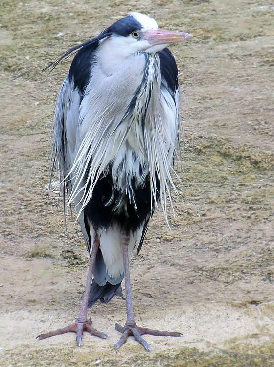 Graureiher im Wuppertaler Zoo im Februar 2011