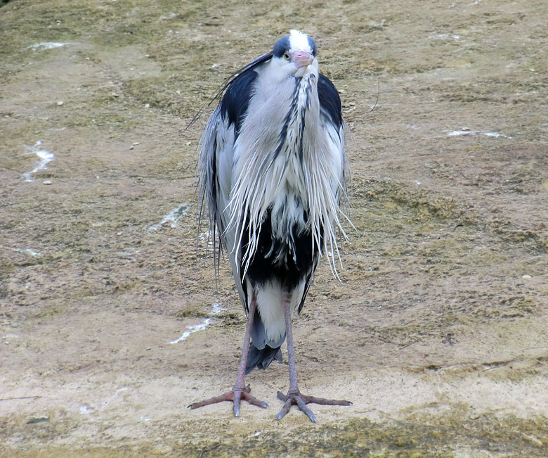 Graureiher im Zoo Wuppertal im Februar 2011