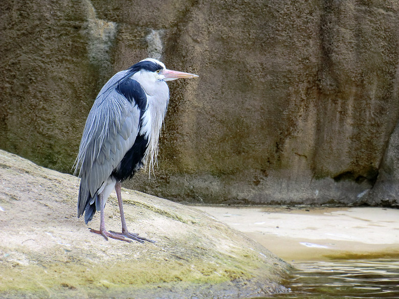 Graureiher im Zoologischen Garten Wuppertal im Februar 2011