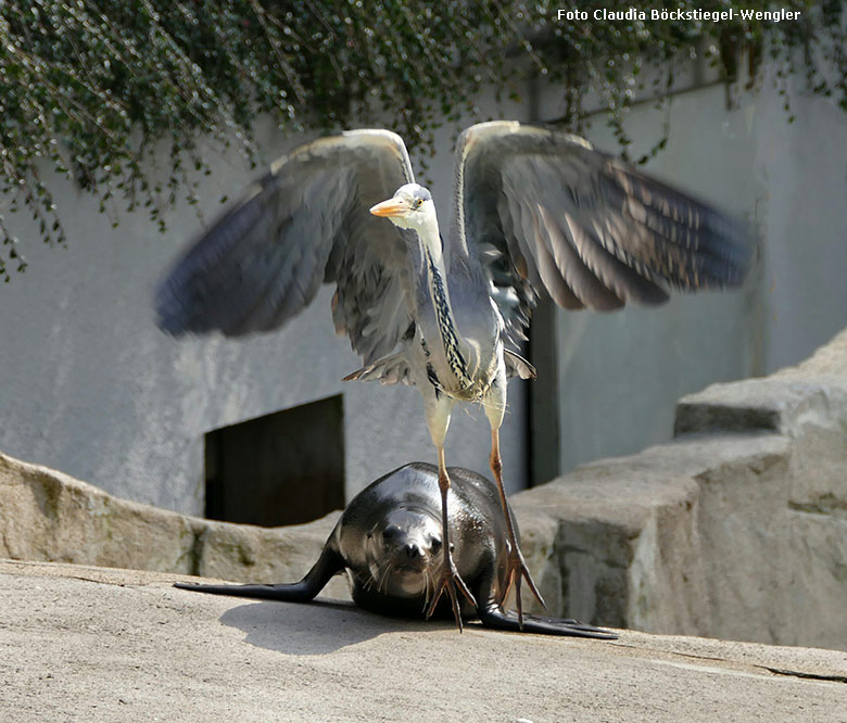 Graureiher am 12. März 2016 auf der Außenanlage der Kalifornischen Seelöwen im Zoologischen Garten Wuppertal (Foto Claudia Böckstiegel-Wengler)