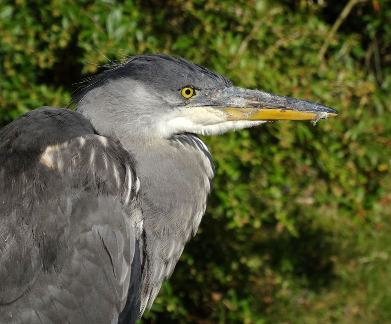 Graureiher am 30. April 2017 im Wuppertaler Zoo