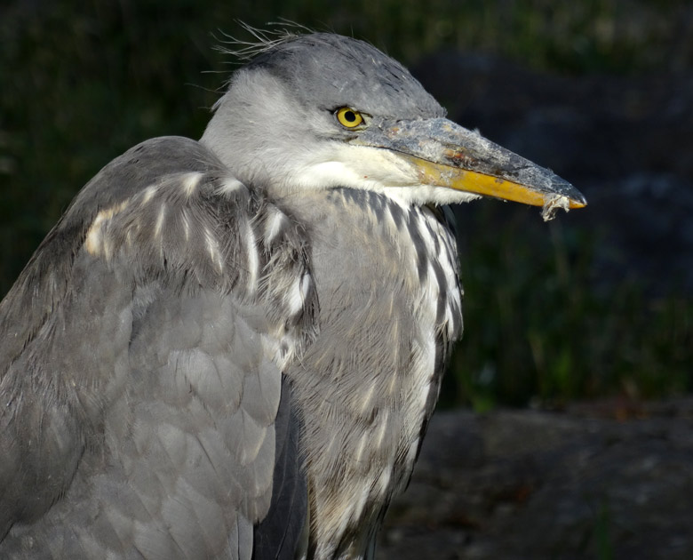 Graureiher am 30. April 2017 im Zoologischen Garten der Stadt Wuppertal