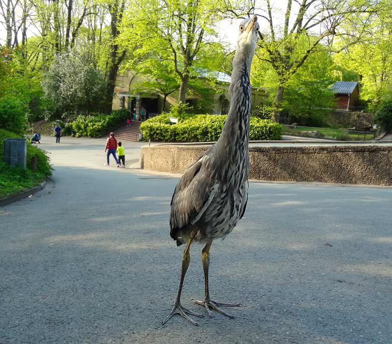 Graureiher am 30. April 2017 in der Nähe des Seelöwenbeckens im Zoo Wuppertal