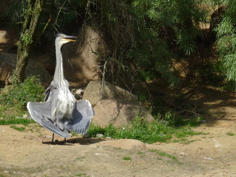 Wild lebender Graureiher am 16. Mai 2017 im Zoologischen Garten der Stadt Wuppertal