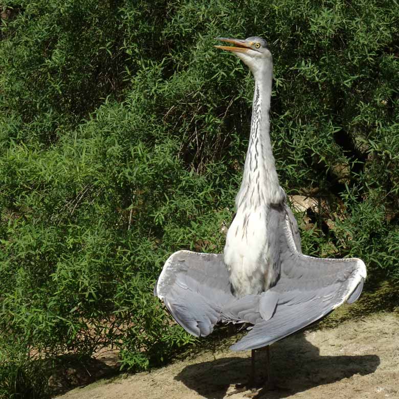 Wild lebender Graureiher am 16. Mai 2017 im Wuppertaler Zoo