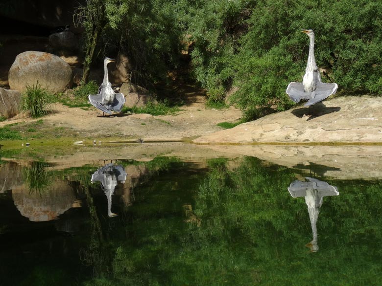 Wild lebende Graureiher am 16. Mai 2017 als Untermieter auf der Anlage der Brillenpinguine im Grünen Zoo Wuppertal