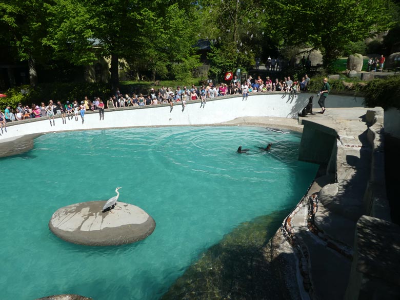 Lauernder Graureiher am 6. Mai 2018 auf der Seelöwen-Anlage im Grünen Zoo Wuppertal
