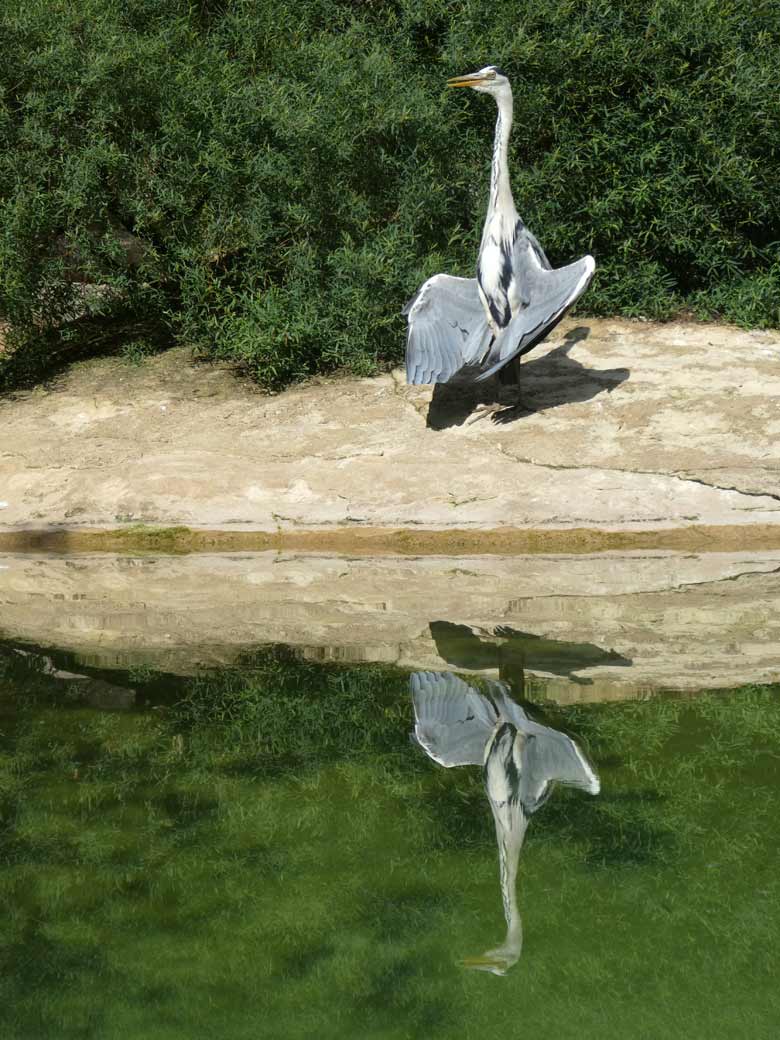 Graureiher beim Sonnenbad am 30. Mai 2018 auf der Brillenpinguin-Anlage im Grünen Zoo Wuppertal