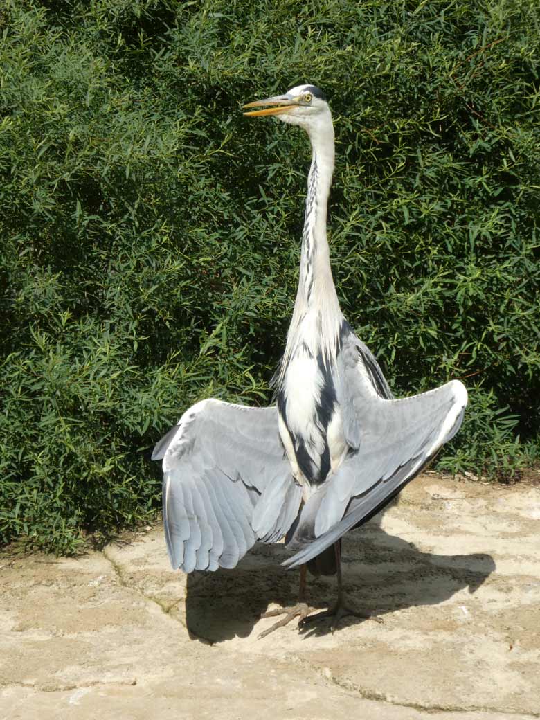 Graureiher beim Sonnenbad am 30. Mai 2018 auf der Brillenpinguin-Anlage im Wuppertaler Zoo