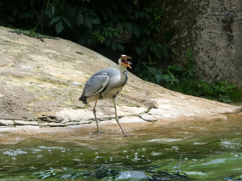 Fisch vertilgender Graureiher am 31. Mai 2018 auf der Brillenpinguin-Anlage im Zoologischen Garten Wuppertal