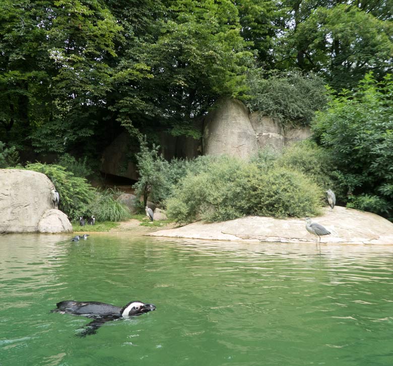 Vier Graureiher am 24. Juni 2018 auf der Anlage der Brillenpinguine im Grünen Zoo Wuppertal