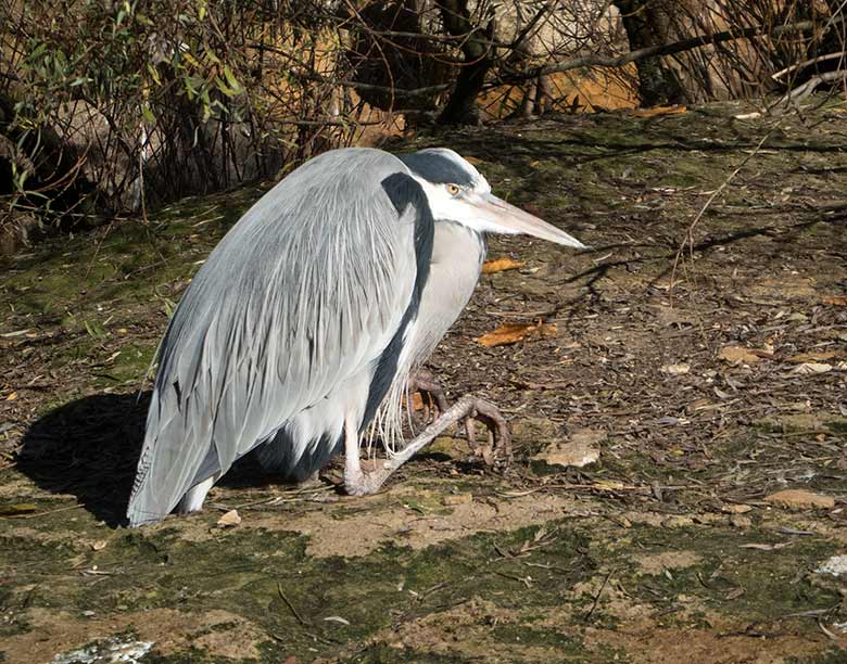 Graureiher am 17. November 2018 auf der Außenanlage der Brillenpinguine im Grünen Zoo Wuppertal