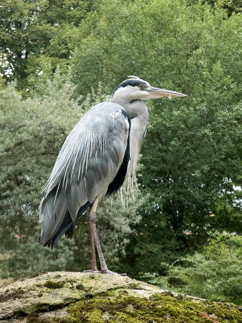 Graureiher am 10. August 2019 an der Anlage der Brillenpinguine im Grünen Zoo Wuppertal