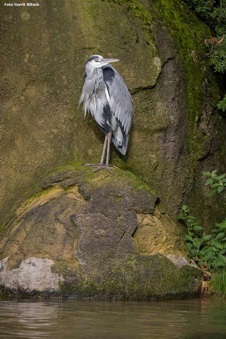 Graureiher am 23. Oktober 2019 auf der Brillenpinguin-Anlage im Zoo Wuppertal (Foto Gerrit Nitsch)